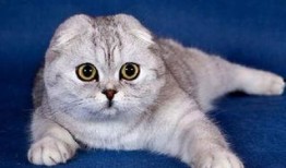 娱乐吃瓜君折耳猫七七,折耳猫的娱乐传奇