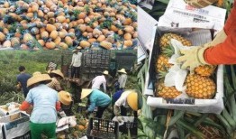 网红爆料水果店视频大全,水果店视频大全，揭秘水果界的秘密！